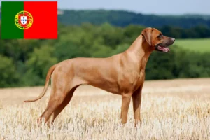 Scopri di più sull'articolo Allevatori e cuccioli di Rhodesian Ridgeback in Portogallo