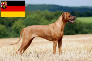 Scopri di più sull'articolo Allevatori di Rhodesian Ridgeback e cuccioli in Renania-Palatinato