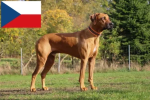 Scopri di più sull'articolo Allevatori di Rhodesian Ridgeback e cuccioli in Repubblica Ceca