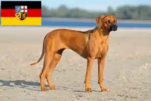 Scopri di più sull'articolo Allevatori di Rhodesian Ridgeback e cuccioli in Saarland