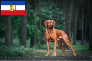 Scopri di più sull'articolo Allevatori di Rhodesian Ridgeback e cuccioli in Schleswig-Holstein