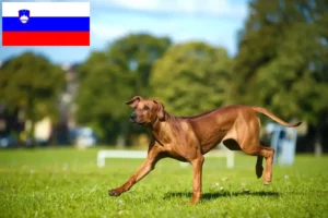 Scopri di più sull'articolo Allevatori di Rhodesian Ridgeback e cuccioli in Slovenia