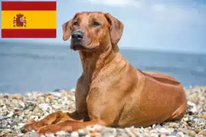 Scopri di più sull'articolo Allevatori di Rhodesian Ridgeback e cuccioli in Spagna