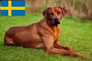 Scopri di più sull'articolo Allevatori di Rhodesian Ridgeback e cuccioli in Svezia