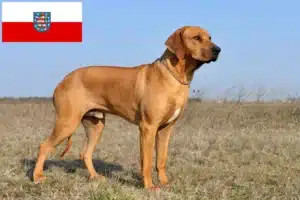 Scopri di più sull'articolo Allevatori di Rhodesian Ridgeback e cuccioli in Turingia