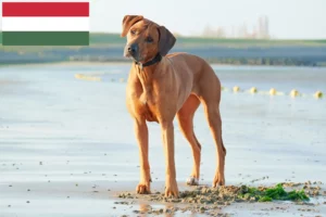 Scopri di più sull'articolo Allevatori di Rhodesian Ridgeback e cuccioli in Ungheria