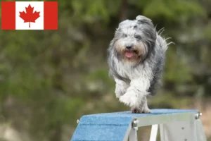 Scopri di più sull'articolo Allevatori di Schapendoes e cuccioli in Canada