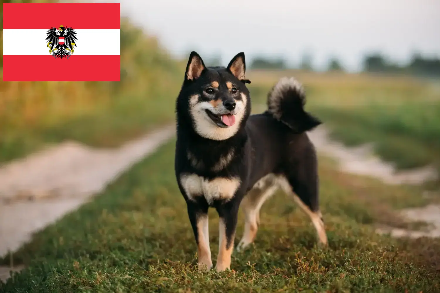 Scopri di più sull'articolo Allevatori di Shiba e cuccioli in Austria