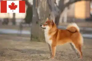 Scopri di più sull'articolo Allevatori di Shiba e cuccioli in Canada