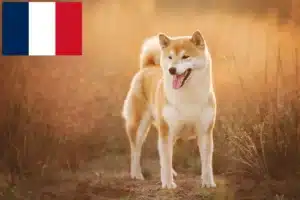 Scopri di più sull'articolo Allevatori e cuccioli di Shiba in Francia