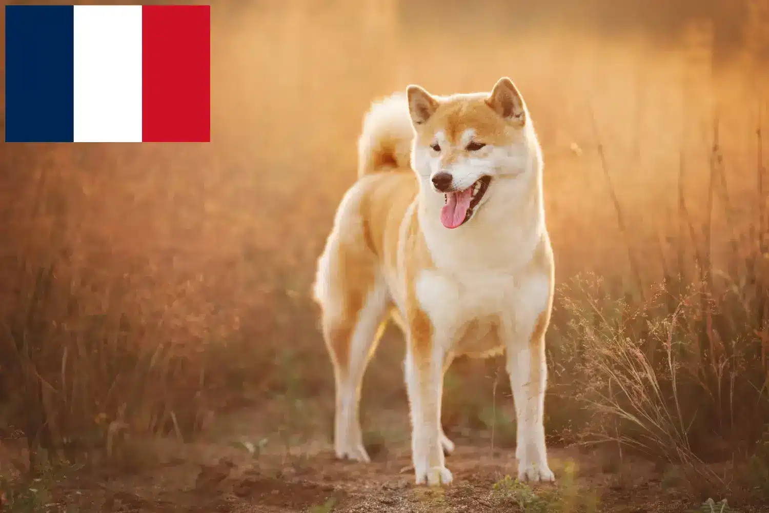 Scopri di più sull'articolo Allevatori e cuccioli di Shiba in Francia