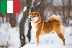 Scopri di più sull'articolo Allevatori di Shiba e cuccioli in Italia