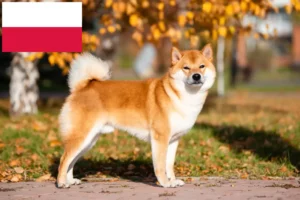 Scopri di più sull'articolo Allevatori di Shiba e cuccioli in Polonia