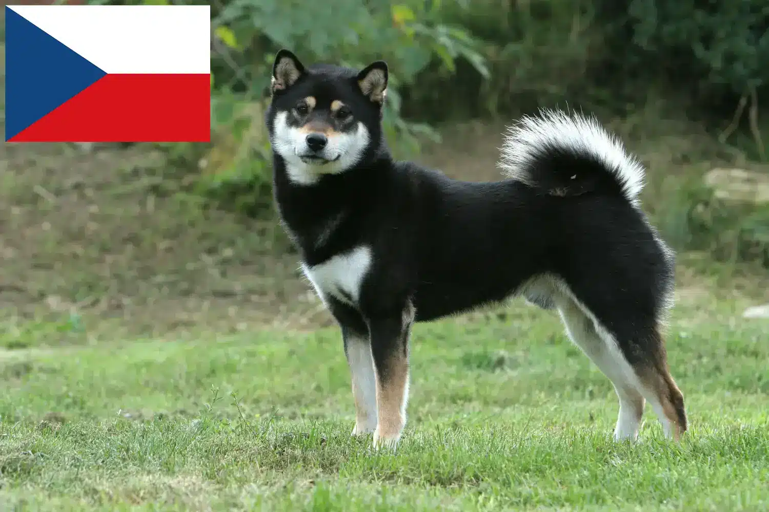 Scopri di più sull'articolo Allevatori di Shiba e cuccioli nella Repubblica Ceca