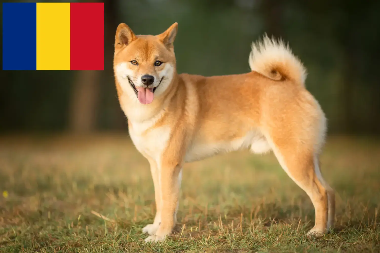 Scopri di più sull'articolo Allevatori di Shiba e cuccioli in Romania