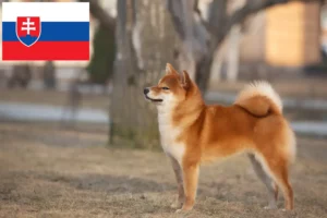 Scopri di più sull'articolo Allevatori di Shiba e cuccioli in Slovacchia