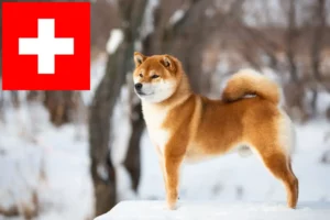 Scopri di più sull'articolo Allevatori di Shiba e cuccioli in Svizzera