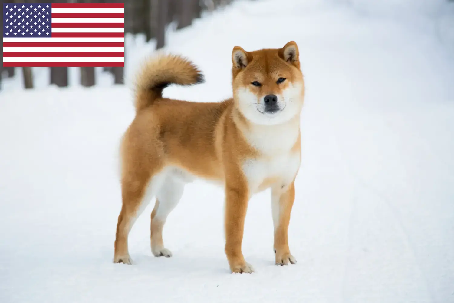 Scopri di più sull'articolo Allevatori di Shiba e cuccioli negli USA