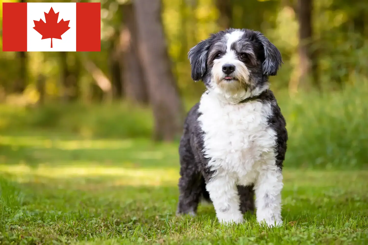 Scopri di più sull'articolo Allevatori di Shih-Poo e cuccioli in Canada