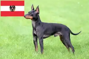 Scopri di più sull'articolo Allevatori e cuccioli di English Toy Terrier in Austria