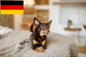 Scopri di più sull'articolo Allevatori e cuccioli di English Toy Terrier in Germania