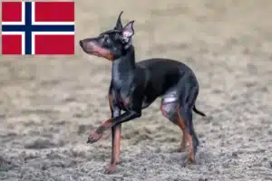 Scopri di più sull'articolo Allevatori e cuccioli di English Toy Terrier in Norvegia