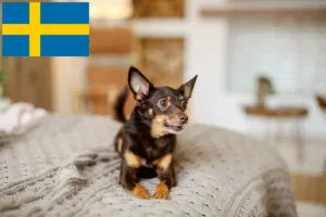 Scopri di più sull'articolo Allevatori di English Toy Terrier e cuccioli in Svezia