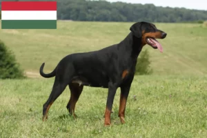 Scopri di più sull'articolo Allevatori di dobermann e cuccioli in Ungheria