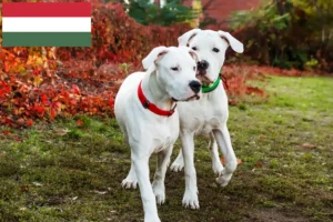 Scopri di più sull'articolo Allevatori di Dogo Argentino e cuccioli in Ungheria