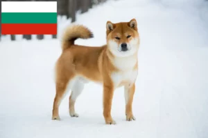 Scopri di più sull'articolo Allevatori di Shiba e cuccioli in Bulgaria