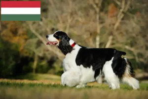 Scopri di più sull'articolo Allevatori di Springer Spaniel Inglese e cuccioli in Ungheria