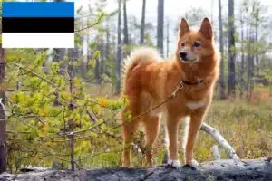 Scopri di più sull'articolo Allevatori e cuccioli di Finnspitz in Estonia