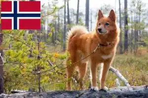 Scopri di più sull'articolo Allevatori e cuccioli di Finnspitz in Norvegia