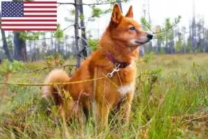 Scopri di più sull'articolo Allevatori di Finnspitz e cuccioli in USA