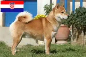 Scopri di più sull'articolo Allevatori di Shiba e cuccioli in Croazia