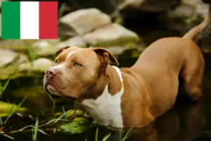 Scopri di più sull'articolo Allevatori di American Pit Bull Terrier e cuccioli in Italia