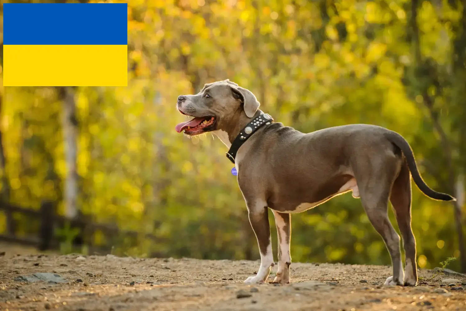 Scopri di più sull'articolo Allevatori di American Pit Bull Terrier e cuccioli in Ucraina