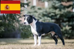 Scopri di più sull'articolo Allevatori di American Staffordshire Terrier e cuccioli in Spagna