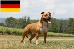 Scopri di più sull'articolo Allevatori di American Staffordshire Terrier e cuccioli in Germania