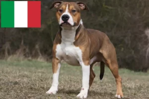 Scopri di più sull'articolo Allevatori e cuccioli di American Staffordshire Terrier in Italia