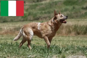 Scopri di più sull'articolo Allevatori di Australian Cattle Dog e cuccioli in Italia