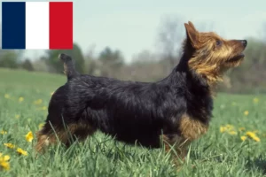 Scopri di più sull'articolo Allevatori di Australian Terrier e cuccioli in Francia