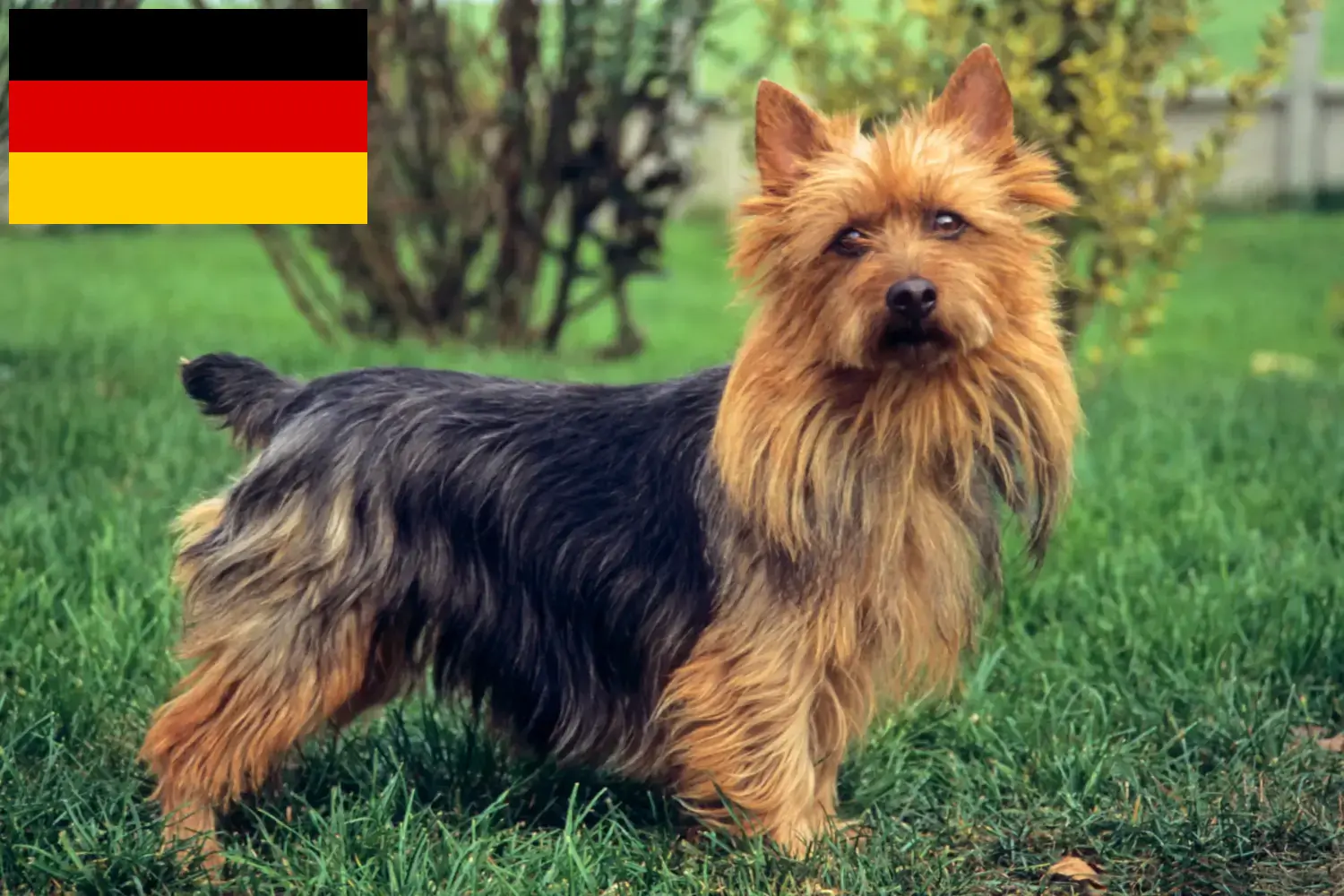 Scopri di più sull'articolo Allevatori e cuccioli di Australian Terrier in Germania