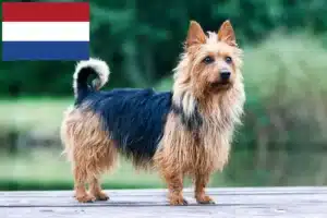 Scopri di più sull'articolo Allevatori di Australian Terrier e cuccioli nei Paesi Bassi