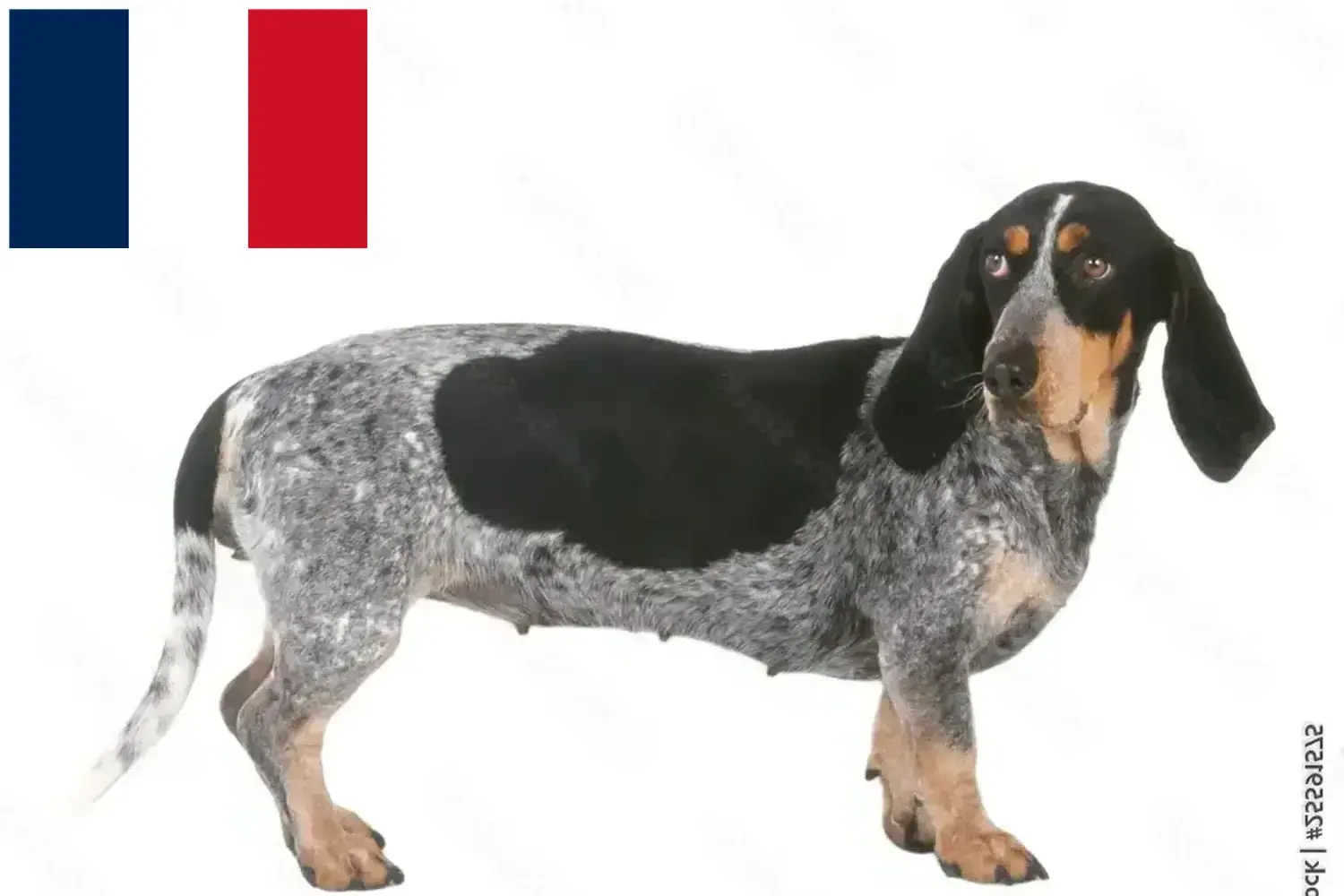 Scopri di più sull'articolo Allevatori di Basset bleu de Gascogne e cuccioli in Francia