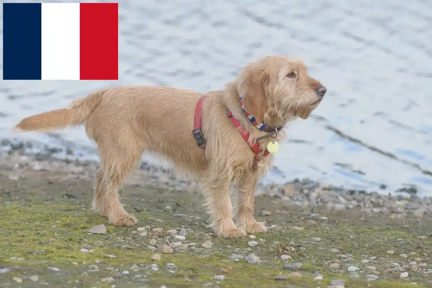 Scopri di più sull'articolo Allevatori di Basset fauve de Bretagne e cuccioli in Francia