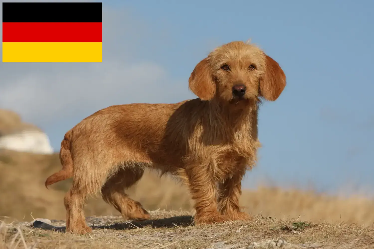 Scopri di più sull'articolo Allevatori di Basset fauve de Bretagne e cuccioli in Germania