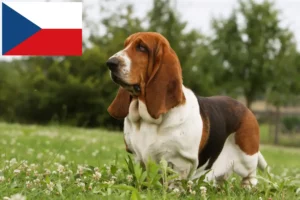 Scopri di più sull'articolo Allevatori di Basset Hound e cuccioli in Repubblica Ceca