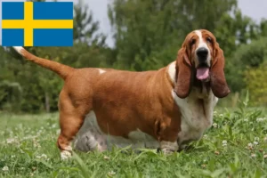 Scopri di più sull'articolo Allevatori di Basset Hound e cuccioli in Svezia