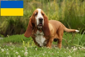Scopri di più sull'articolo Allevatori di Basset Hound e cuccioli in Ucraina